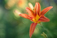 Orange lily background. Free public domain CC0 image.