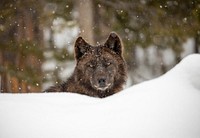 Wolf in snow. Original public domain image from Flickr