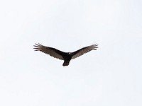 Turkey Vulture in the Lower Geyser Basin by Jim Peaco. Original public domain image from Flickr