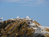 Gull Rock Island with herring gullsPhoto by USFWS. Original public domain image from Flickr