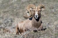 Bighorn ram with a broken horn. Original public domain image from Flickr