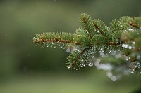 Rain water collects on the needles of a pine tree in the U.S. Department of Agriculture (USDA) Forest Service (FS) Arapaho and Roosevelt National Forests, in Empire, CO, on June 19, 2020. USDA Photo by Lance Cheung.. Original public domain image from Flickr