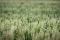 Wheat fields at the Marc Arnusch Farms, in Keenesburg, CO, on June 19, 2020.