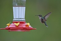 Ruby-throated hummingbird. A female ruby-throated hummingbird visits a hummingbird feeder. Original public domain image from Flickr