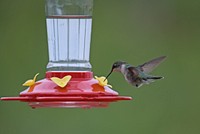 Ruby-throated hummingbird. A female ruby-throated hummingbird visits a hummingbird feeder. Original public domain image from Flickr