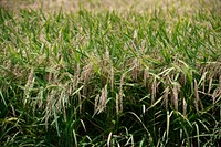 The rice harvest at 3S Ranch. Original public domain image from Flickr