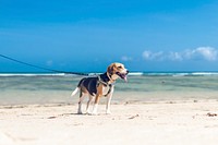 Beagle dog on the beach.