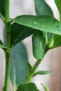 Monarch chrysalis on common milkweed (day 3). Original public domain image from Flickr