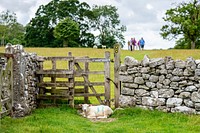 Sheep by a fence. Original public domain image from Flickr