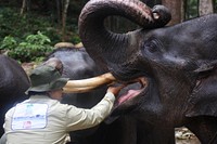 Elephant checkup time!