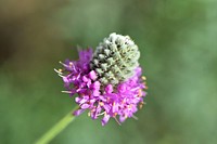 Purple prairie clover