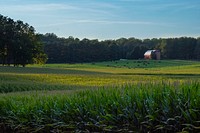 Cornfield and cattle scenics near Elliott City, Md., August, 20, 2020USDA/FPAC photo by Preston Keres. Original public domain image from Flickr