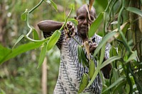 Farmer. Penyerbukan vanili dilakukan dengan tangan. Petani vanili Agustinus Daka menggunakan tusuk gigi untuk membantu penyerbukan dengan tangan bunga vanili di kebunnya. Nicky Corbett, USAID. Original public domain image from Flickr