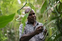 Farmer. Penyerbukan vanili dilakukan dengan tangan