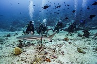 Black tip shark in Morotai. Photo credit: Alex Westover of USAID SEA. Original public domain image from Flickr