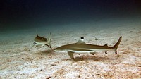 Blacktip sharks. Original public domain image from Flickr