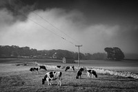 Cow grazing on a field. Original public domain image from Flickr