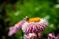 Flower background, bee on pink dahlia. Original public domain image from Flickr