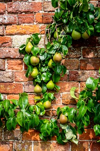 Fresh pears on a brick wall. Original public domain image from Flickr