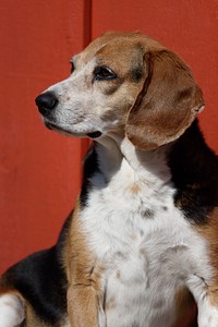 Bailey the Beagle