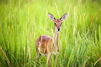 Antelope in the national park.