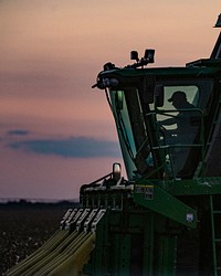 Sunset does not stop the harvest operation; lights come on and GPS will guide the harvester along the rows, during the Ernie Schirmer Farms cotton harvest which has family, fellow farmers, and workers banding together for the long days of work, in Batesville, TX, on August 23, 2020.