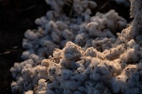 Harvested cotton bolls at the Ernie Schirmer Farms cotton harvest, in Batesville, TX, on August 23, 2020.