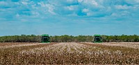 Two harvesters come across a cotton field, during the Ernie Schirmer Farms cotton harvest that has family, fellow farmers, and workers banding together for the long days of work, in Batesville, TX, on August 23, 2020.