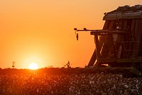 Sunset does not stop the harvest operation; lights come on and GPS will guide the harvester along the rows, during the Ernie Schirmer Farms cotton harvest which has family, fellow farmers, and workers banding together for the long days of work, in Batesville, TX, on August 23, 2020.