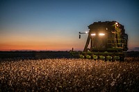 Twilight colors fill the sky, as harvesters turn on their lights and work into the evening, during the Ernie Schirmer Farms cotton harvest which has family, fellow farmers, and workers banding together for the long days of work, in Batesville, TX, on August 23, 2020.