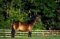 Exmoor pony in a farm. Original public domain image from Flickr