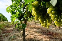 Closeup on green grape plant. Free public domain CC0 photo.