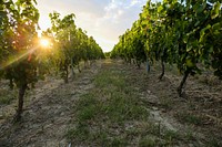 Agricultural vineyard. Free public domain CC0 photo.