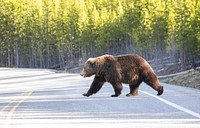 Grizzly bear crossing road. Original public domain image from Flickr