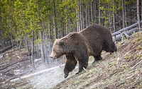Grizzly bear in the forest. Original public domain image from Flickr