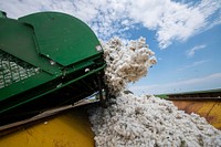 A harvester unloads cotton bolls into a cotton module builder during the Ernie Schirmer Farms cotton harvest, in Batesville, TX, on August 22, 2020.