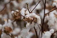 The Schirmer family and fellow farmers band together for the cotton harvest, in Batesville, TX, on August 22, 2020.