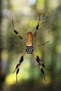 Spider in web, animal photography. Free public domain CC0 image.