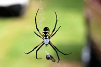 Black & Yellow Argiope (or Yellow Garden Spider)