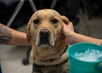 LC, NMCSD's Facility Dog. SAN DIEGO (Oct. 13, 2020) LC, a U.S. Navy facility dog, greets and interacts with Sailors and staff assigned to Naval Medical Center San Diego (NMCSD) Oct. 13. NMCSD’s mission is to prepare service members to deploy in support of operational forces, deliver high quality healthcare services and shape the future of military medicine through education, training and research.