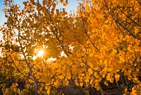 The Bodie Hills region totals 121,500 acres of BLM lands, adjacent to Forest Service and privately owned land.