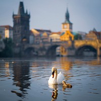 White swan with baby swan. Free public domain CC0 photo.