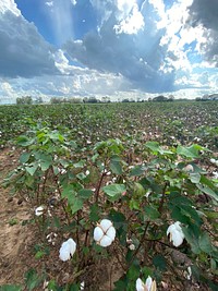 Agriculture Secretary Sonny Perdue had a town hall meeting at the Jenkins Farm in Jay, FL and saw the cotton crop damage from Hurricane Sally in Jay FL on September 28, 2020. USDA Photo. Original public domain image from Flickr
