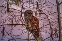 Barred Owl on Cypress Tree. Original public domain image from Flickr