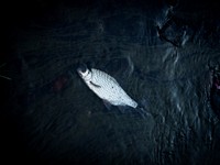 Floating fish. Free public domain CC0 photo.