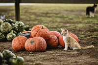 Cute kitten sitting near pumpkins.  Original public domain image from Flickr