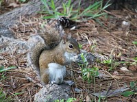 Cute squirrel eating nut image. Free public domain CC0 image.