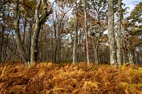 Aesthetic Autumn forest, nature background. Free public domain CC0 photo.