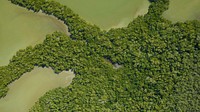 Mangrove ecosystem in Ten Thousand Islands before Hurricane Irma (March 28, 2017). Original public domain image from Flickr