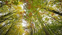 Aesthetic Autumn forest, nature background. Free public domain CC0 photo.